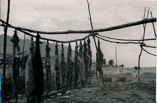 Albanie 1938 scutari - -,
